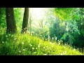 超熟睡できる睡眠導入音楽|ストレスを緩和し自律神経を整えるヒーリング ミュージック