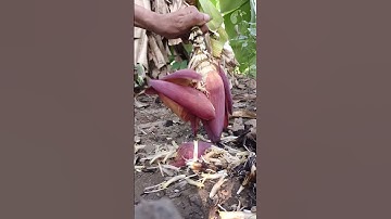 Banana Muca  #satisfying #asmr #farming  #knowledge #viral #shorts