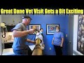 Great Dane's Vet Visit Gets a Bit Exciting!