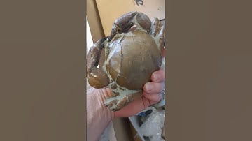 Fossil crab out of the matrix #fossil #reveal #science