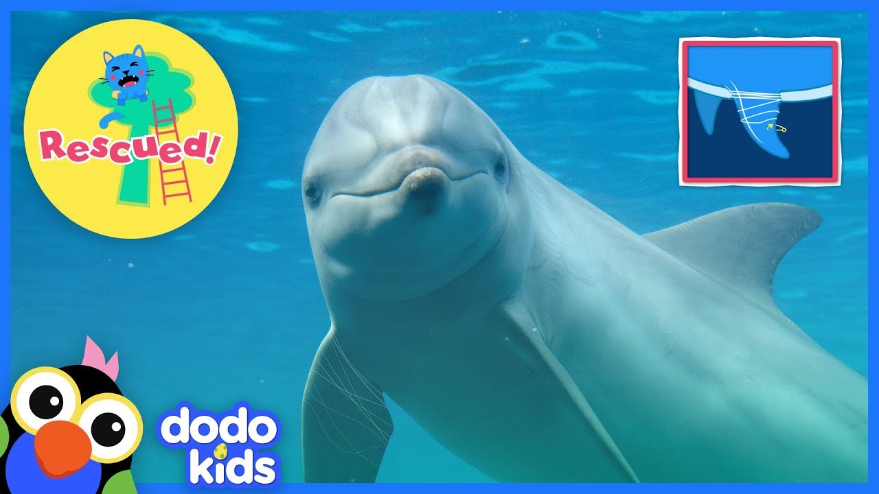 Wild Dolphin Asks Divers To Help Free Her Fin | Dodo Kids: Rescued!