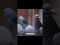 Pigeons are ACTUALLY Smart
