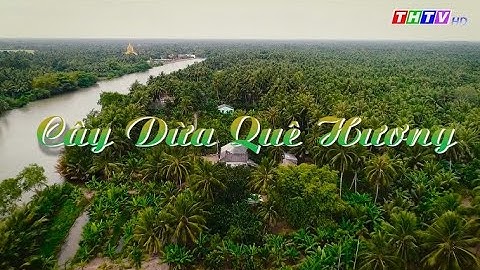 Cây dừa quê hương | Miền ký ức | THTV