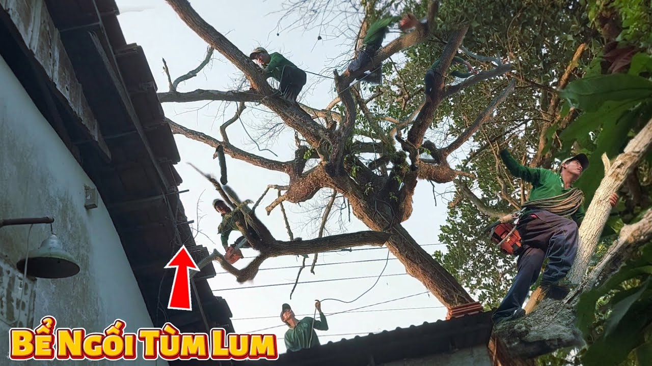 Cưa Cây Vú Sữa Khô Nóc Nhà Dây Điện / Sawing a Star Apple Tree, Roof with Electrical Wires | P231
