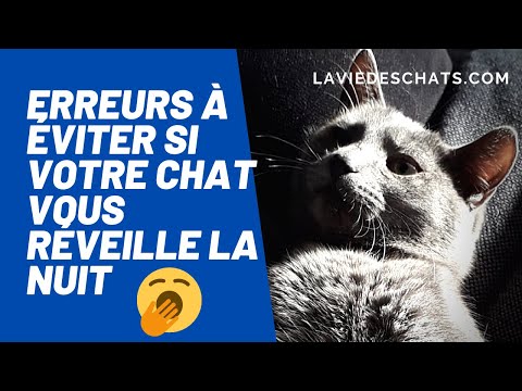 Vidéo: 11 façons d'empêcher les chats d'entrer dans votre maison