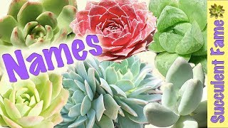 Useful Succulent Identification ~ Names of Succulents