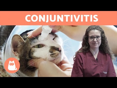 Video: Cómo Tratar A Los Gatos Por Conjuntivitis
