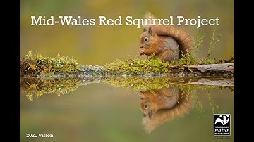 Returning to the Field with the Mid Wales Red Squirrel Officer