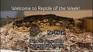 Reptile of the Week - RePete