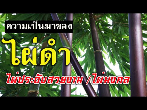 วีดีโอ: ต้นไผ่ดำ - วิธีดูแลไผ่ดำในสวน