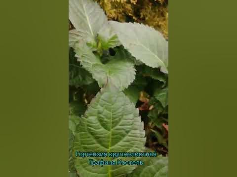 Гортензия крупнолистная Графиня Коссель - YouTube