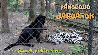 Párosodó jaguárok a Szegedi Vadasparkban 🐆 Mating Jaguars in the Szeged Zoo