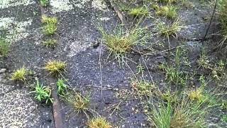 disused narrow gauge railway