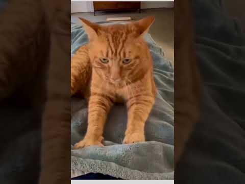 This Love…💕😻Funny cats shorts and videos! #vlog #catlover #cat