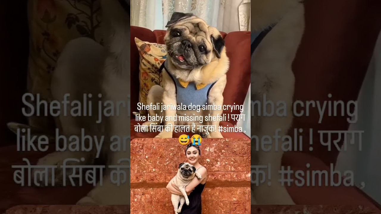shefali jariwala dog simba crying 😢😢 - YouTube