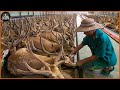 How texas farmers raise and process millions of deer  deer farm  processing factory