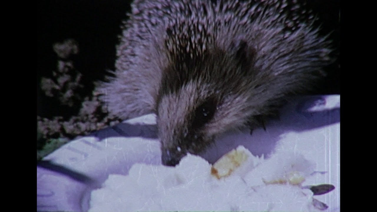 camera iphone 8 plus apk A Hedgehog eating
