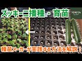 【家庭菜園】本気でズッキーニの苗を作る！超丁寧な育苗方法を解説【プロの技術】