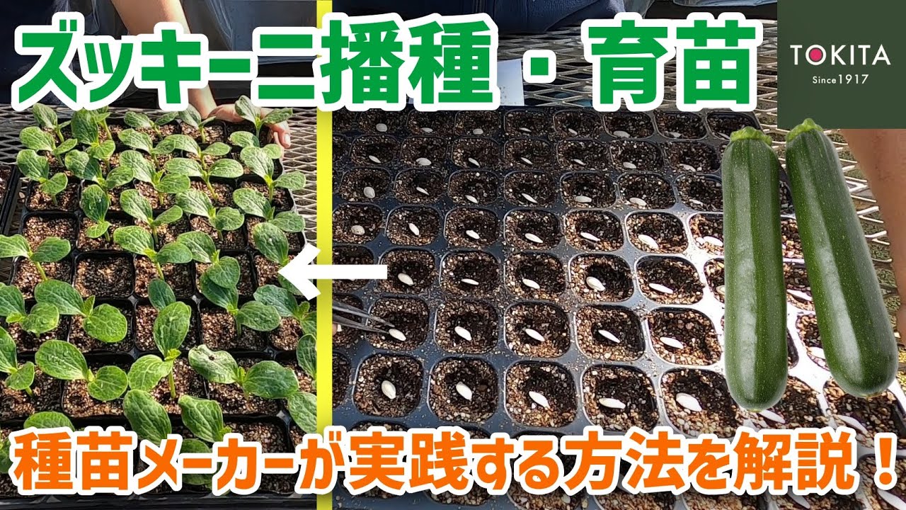 【家庭菜園】本気でズッキーニの苗を作る！超丁寧な育苗方法を解説【プロの技術】