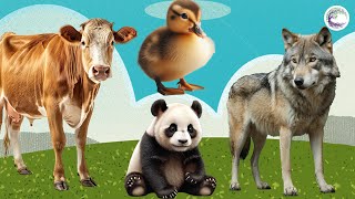 Funniest Animal Sounds In Nature: Cow, Panda, Wolf, Duck