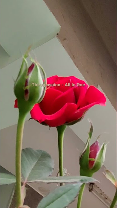 Red Roses | Home Garden Roses | Home Plants | #Shorts |  Thiru passion.