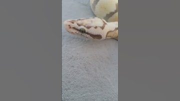 0.1 Pastel Enchi Spotnose Desert Ghost hypo