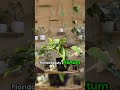 Florida Beauty × Tortum Green 🌿 | Classic Hybrid Look
