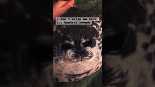 *insert title* #plush#seal