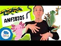 Quiz sobre Anfibios