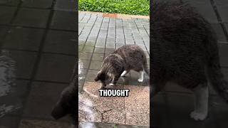 The Cat Who Fixed a Clogged Drain! #cat