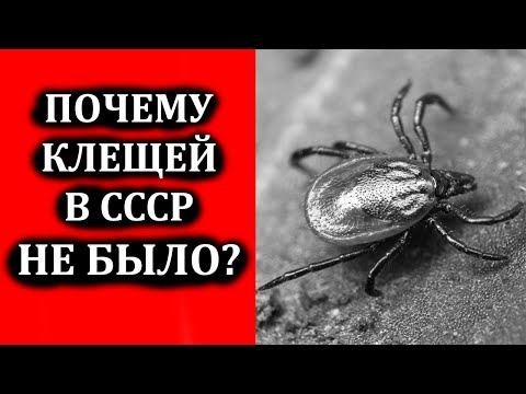 Почему в Советское время не было клещей? Как боролись с клещами в СССР?