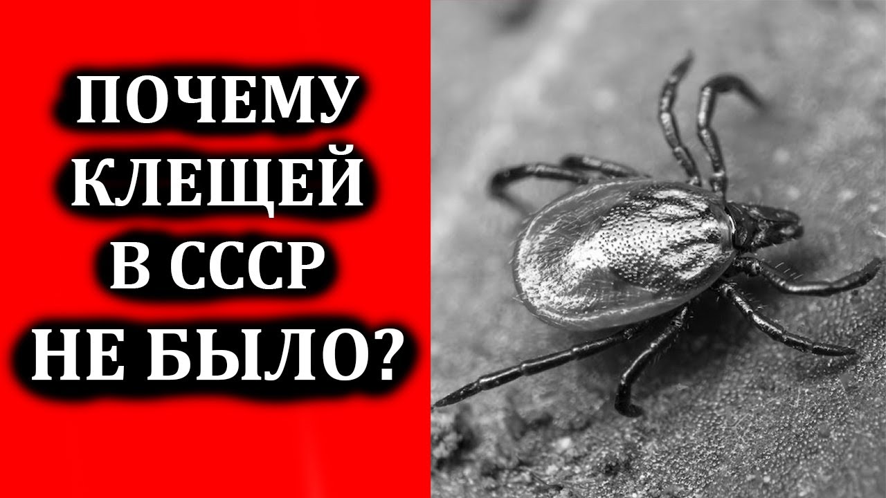 Почему в Советское время не было клещей? Как боролись с клещами в СССР ...