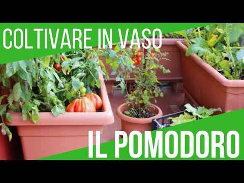 Video: Cosa Dovrebbe Avere Un Coltivatore Di Pomodori