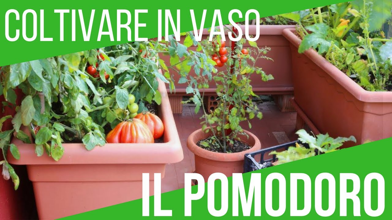 ORTO SUL BALCONE: COLTIVARE POMODORI IN VASO | ORTO E GIARDINAGGIO | ORTO E GIARDINAGGIO
