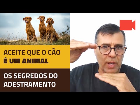 Aceite que o cão é um animal. O segredo do adestramento.