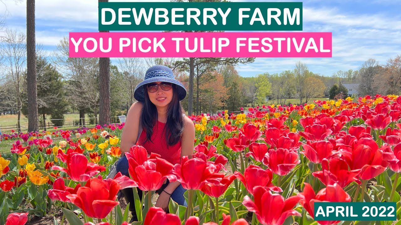YOU PICK TULIP FESTIVAL, DEWBERRY FARM YouTube
