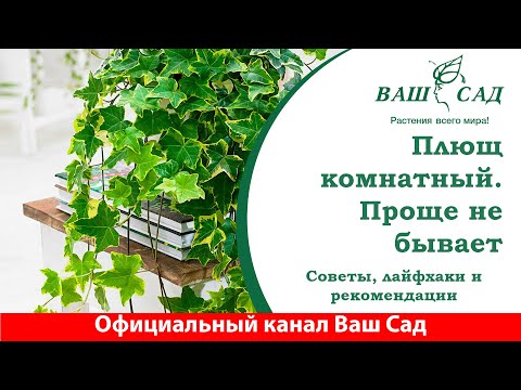 Видео: Комнатный плющ ☘️ Самое простое растение в уходе и размножении. Ваш сад