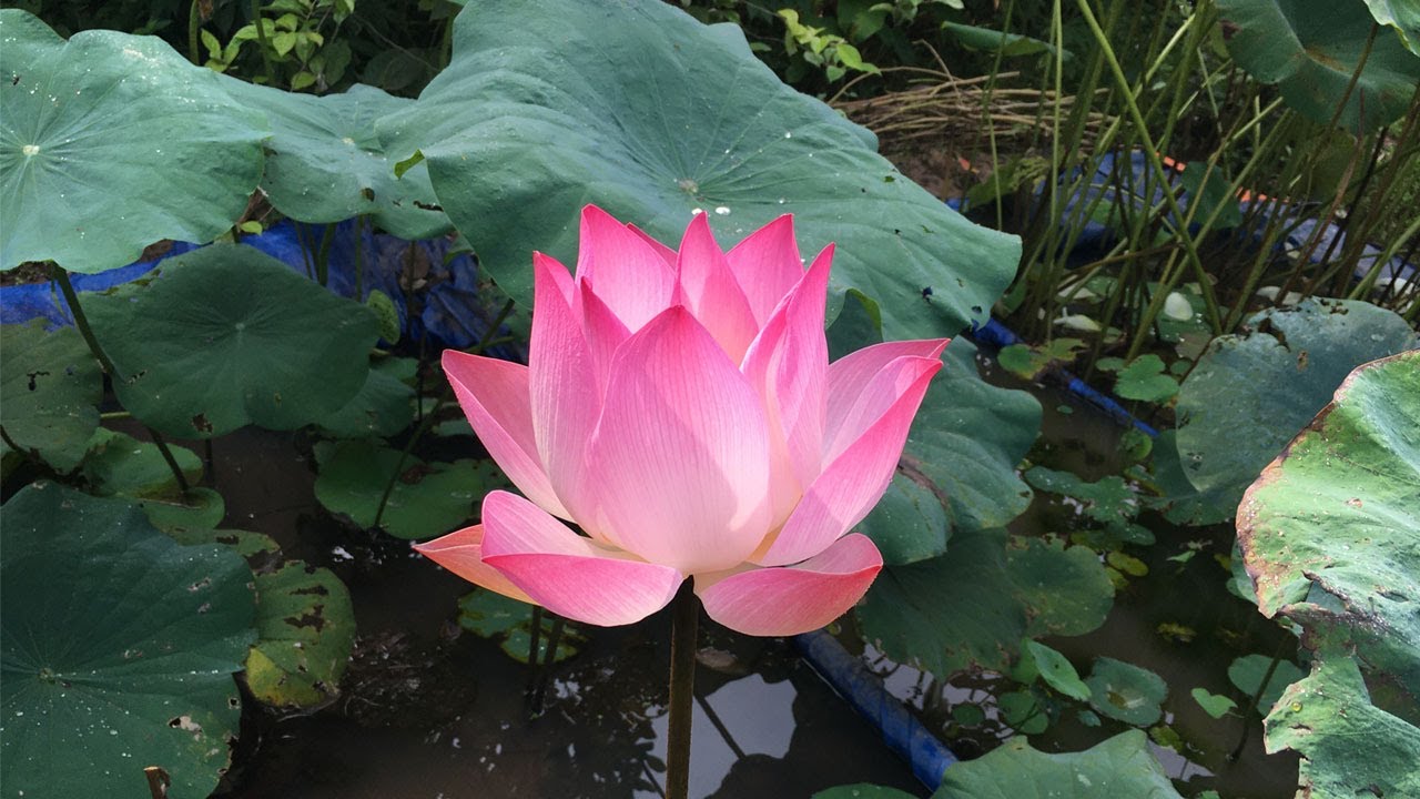 Growing pink lotus at home | Lotus flowers still bloom when it's cold
