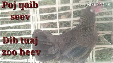Poj qaib qus seev dib tuaj zoo heev 26/3/2020 #pojqaibseev #qaibseev #qaibqus - gà mái kích trống