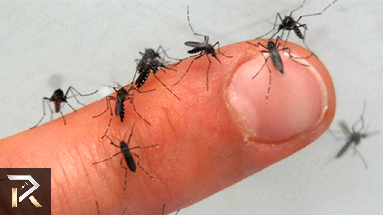 Mosquito Bite Cure! (10 Hacks To Make Your Life Easier!) 