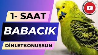 Konuşan Muhabbet Kuşu Fıstık Babacık Babacık 1 Saat Dinlet Konuşsun