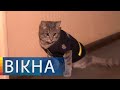 Історія кота-рятувальника, першого в Україні чотирилапого майора | Вікна-Новини