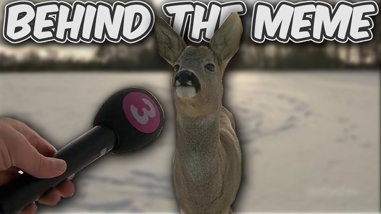Why Is This Deer Being Interviewed Behind The Meme YouTube why-is-this-deer-being-interviewed-behind-the-meme-youtube