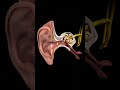 Mechanism of Hearing Explained in 3D Animation