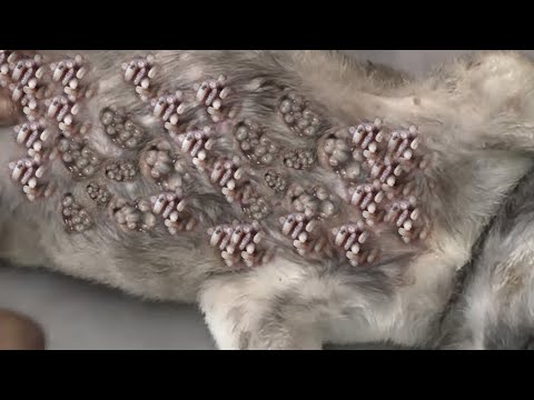 Removing Monster Mango worms From Helpless Dog! Animal Rescue Video 2022 #77