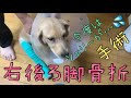 #8   NO DOG   NO LIFE   【多頭飼い　大型犬　ダルメシアン　サルーキ　ラブラドール　ボルゾイ　トイプードル 】