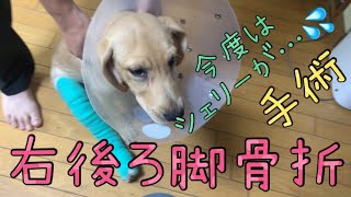 #8   NO DOG   NO LIFE   【多頭飼い　大型犬　ダルメシアン　サルーキ　ラブラドール　ボルゾイ　トイプードル 】