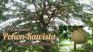 Mengenal Kawista si pohon langka (Limonia acidissima)