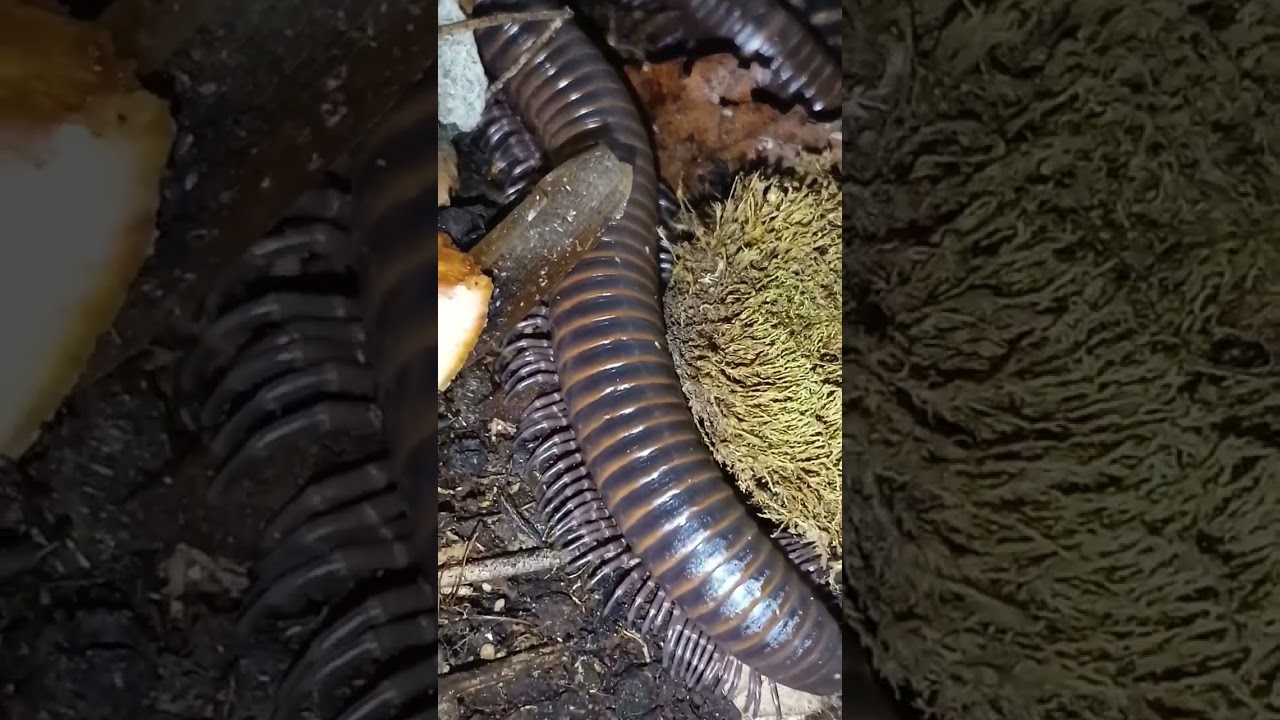 Невероятная многоножка - гигантский кивсяк! 😨