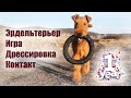 Дрессировка Эрдельтерьера контакт с хозяином